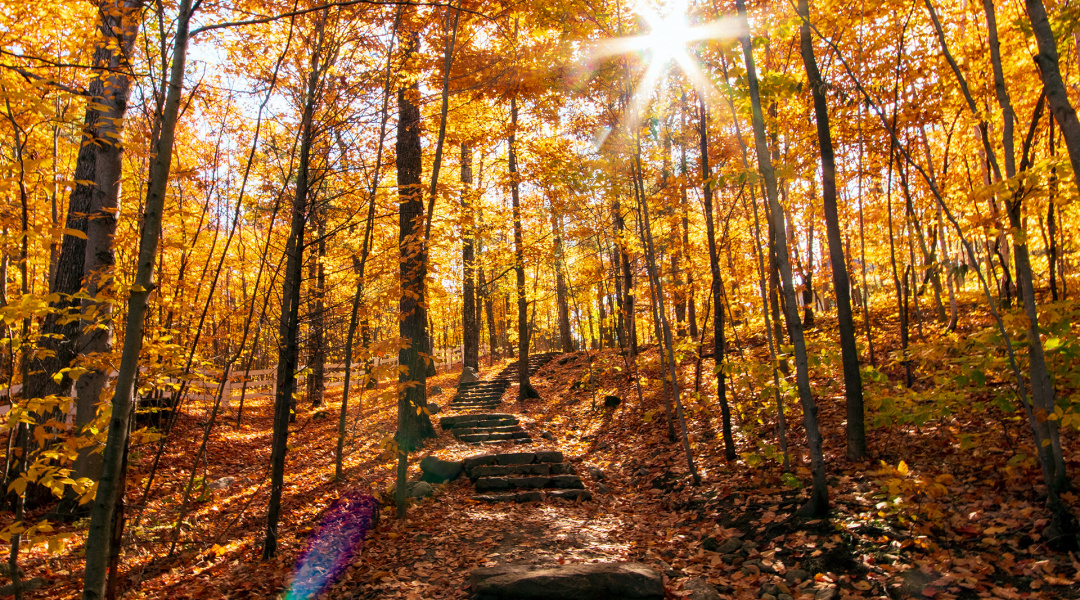 Forest steps